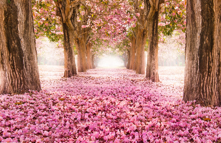 FLEURS DU VENT Fragranza