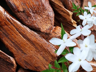 Parfum JASMIN ET BOIS DE SANTAL