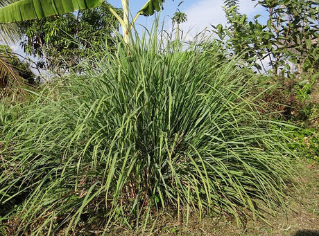 Fragancia  velas CITRONELA