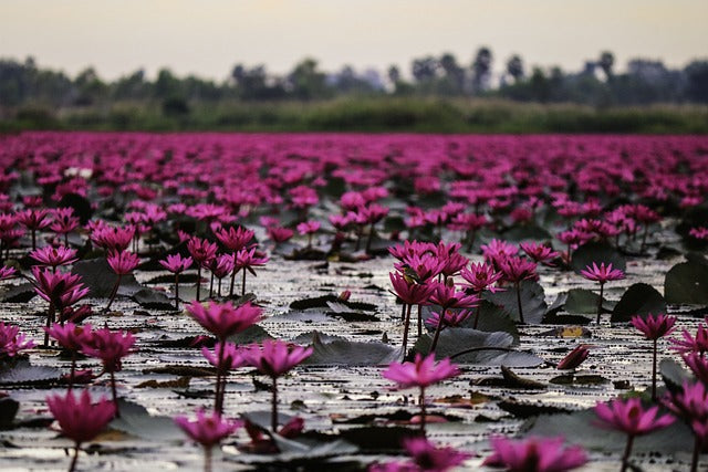 Fragancia FLOR DE LOTO