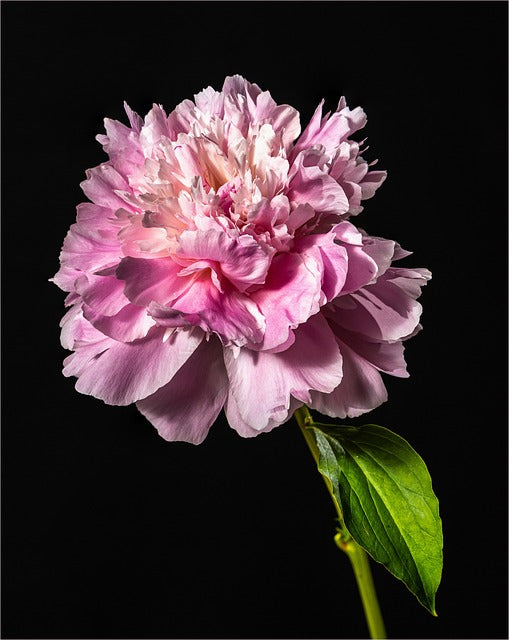 Fragrância PEÔNIA ROSA