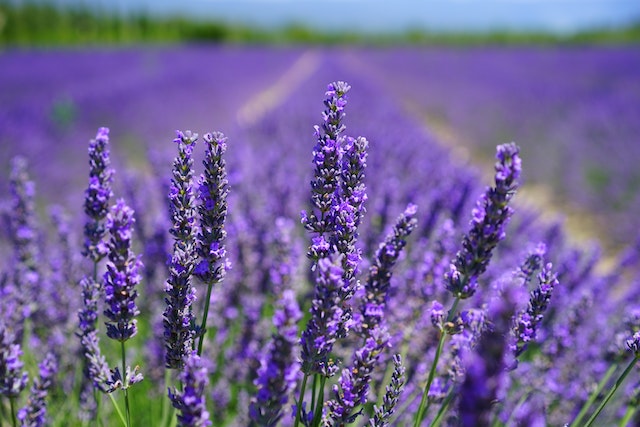 Fragancia LAVANDA